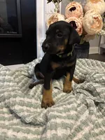 Lime Green Collar, a female Doberman Pinscher for sale in Jacks Creek, TN – 2 of 5