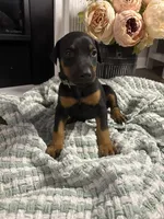 Light Gray Collar, a female Doberman Pinscher for sale in Jacks Creek, TN – 4 of 7