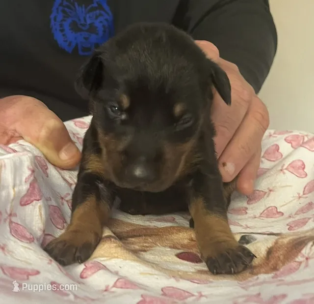 Orange Collar – Doberman Pinscher puppy for sale in Jacks Creek, TN