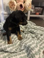 Dark Green Collar, a female Doberman Pinscher for sale in Jacks Creek, TN – 3 of 5