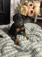 Light Gray Collar, a female Doberman Pinscher for sale in Jacks Creek, TN – 5 of 7
