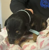 Light Blue Collar, a female Doberman Pinscher for sale in Jacks Creek, TN – 2 of 2