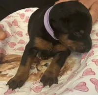 Lilac Collar, a female Doberman Pinscher for sale in Jacks Creek, TN – 1 of 3