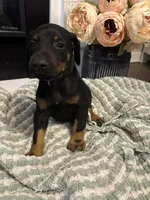 Dark Green Collar, a female Doberman Pinscher for sale in Jacks Creek, TN – 1 of 5