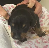 Purple Collar, a male Doberman Pinscher for sale in Jacks Creek, TN – 3 of 3