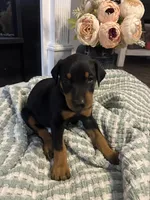 Pink Collar, a female Doberman Pinscher for sale in Jacks Creek, TN – 5 of 5