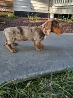 Akc Tucker , a male Miniature Dachshund for sale in Montgomery, IN – 3 of 7