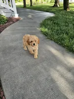 Hazel , a female Poodle - Toy  for sale in Montgomery, IN – 5 of 8