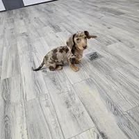 AKC Joey, a male Miniature Dachshund for sale in Montgomery, IN – Photo 4 of 7