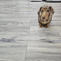 AKC Joey, a male Miniature Dachshund for sale in Montgomery, IN – Photo 6 of 7