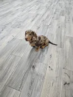 processed/9d32bf16-a95f-41cf-8135-04260e3b21dc/listing/03cede6a-ff7a-473a-a108-89711481a3eb/c2dac465-12bc-4a0a-82dc-0be49fa20294