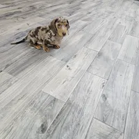 AKC Joey, a male Miniature Dachshund for sale in Montgomery, IN – Photo 3 of 7