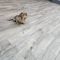 AKC Joey, a male Miniature Dachshund for sale in Montgomery, IN – Photo 2 of 7