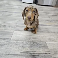 AKC Joey, a male Miniature Dachshund for sale in Montgomery, IN – Photo 5 of 7