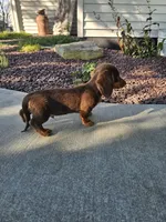Akc Ollie , a male Miniature Dachshund for sale in Montgomery, IN – 6 of 9