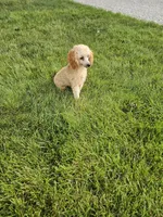 Hazel , a female Poodle - Toy  for sale in Montgomery, IN – 6 of 6