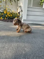 Akc Tucker , a male Miniature Dachshund for sale in Montgomery, IN – 5 of 7