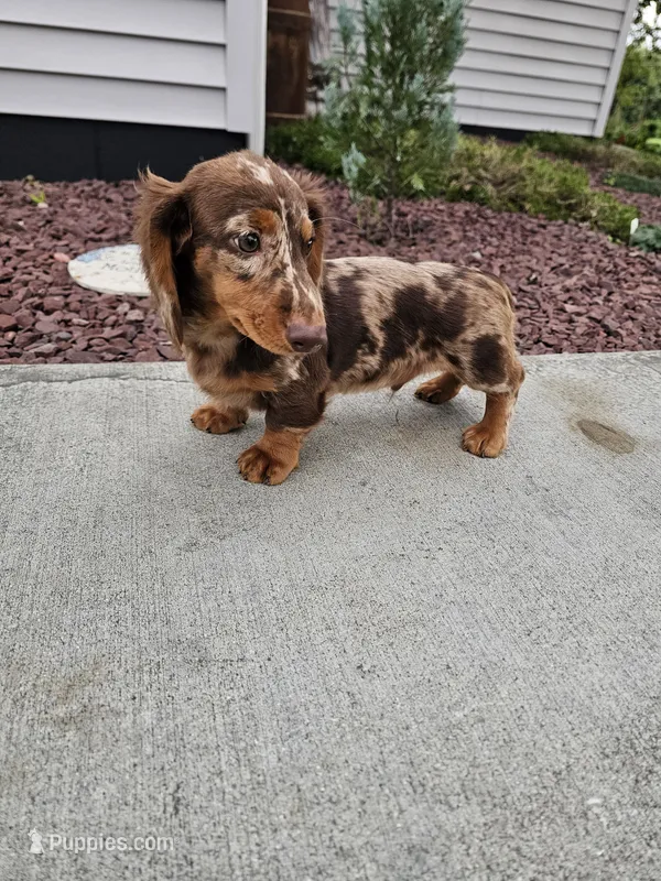 Akc Toby  – Miniature Dachshund puppy for sale in Montgomery, IN
