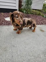 Akc Toby , a male Miniature Dachshund for sale in Montgomery, IN – 1 of 7