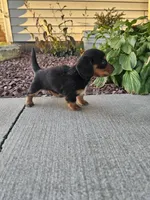 Akc Lacy , a female Miniature Dachshund for sale in Montgomery, IN – 3 of 6