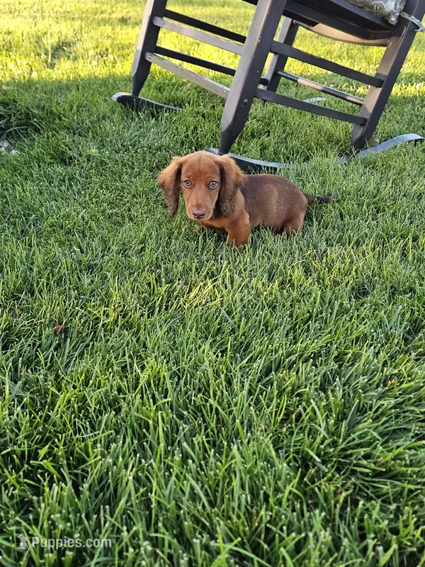 Akc Archie  – Miniature Dachshund puppy for sale in Montgomery, IN