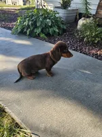 Akc Ollie , a male Miniature Dachshund for sale in Montgomery, IN – 4 of 9
