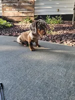 Akc Bailey , a female Miniature Dachshund for sale in Montgomery, IN – 7 of 8