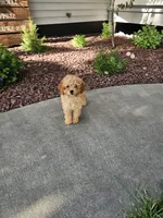 Hazel , a female Poodle - Toy  for sale in Montgomery, IN – 2 of 8