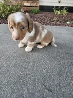 Akc Lola , a female Miniature Dachshund for sale in Montgomery, IN – 2 of 6