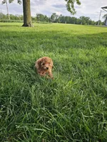Tonia, a female Poodle - Toy  for sale in Montgomery, IN – 3 of 6