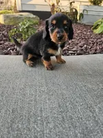 Akc Lacy , a female Miniature Dachshund for sale in Montgomery, IN – 6 of 6
