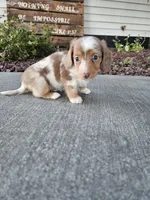 Akc Lola , a female Miniature Dachshund for sale in Montgomery, IN – 6 of 6