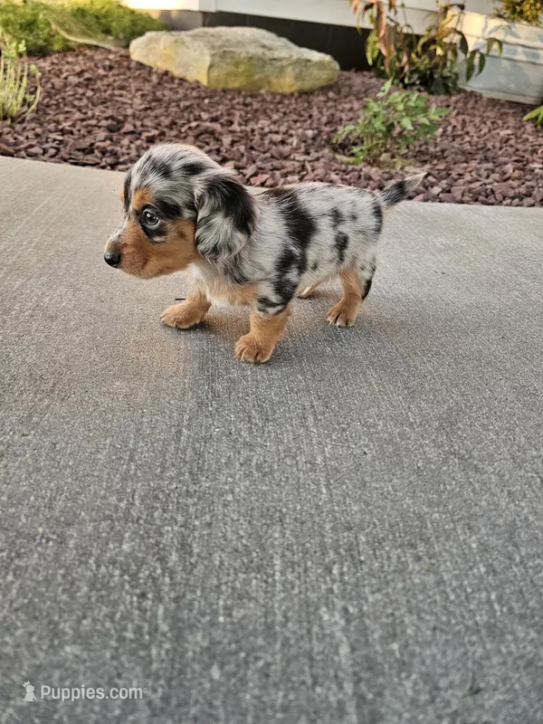 Akc Marshall  – Miniature Dachshund puppy for sale in Montgomery, IN