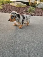 Akc Marshall , a male Miniature Dachshund for sale in Montgomery, IN – 1 of 5