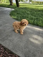 Hazel , a female Poodle - Toy  for sale in Montgomery, IN – 3 of 8