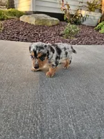 Akc Marshall , a male Miniature Dachshund for sale in Montgomery, IN – 5 of 5