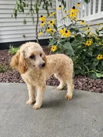 Hazel , a female Poodle - Toy  for sale in Montgomery, IN – 3 of 6