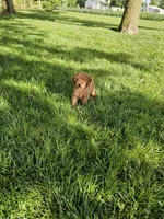 Tasha , a female Poodle - Toy  for sale in Montgomery, IN – 3 of 6