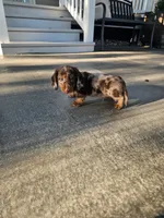 Akc Toby , a male Miniature Dachshund for sale in Montgomery, IN – 4 of 8