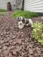 Akc Ian , a male Miniature Dachshund for sale in Montgomery, IN – 3 of 8