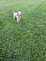 Reco, a male Poodle - Toy  for sale in Montgomery, IN – 1 of 4