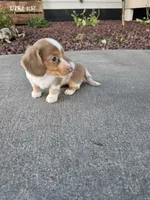 Akc Lola , a female Miniature Dachshund for sale in Montgomery, IN – 4 of 6