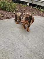 Akc Toby , a male Miniature Dachshund for sale in Montgomery, IN – 4 of 7