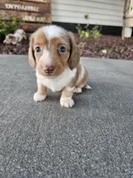 Akc Lola , a female Miniature Dachshund for sale in Montgomery, IN – 3 of 6