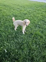 Reco, a male Poodle - Toy  for sale in Montgomery, IN – 2 of 4