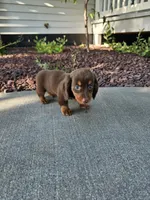 Akc Ollie , a male Miniature Dachshund for sale in Montgomery, IN – 7 of 8