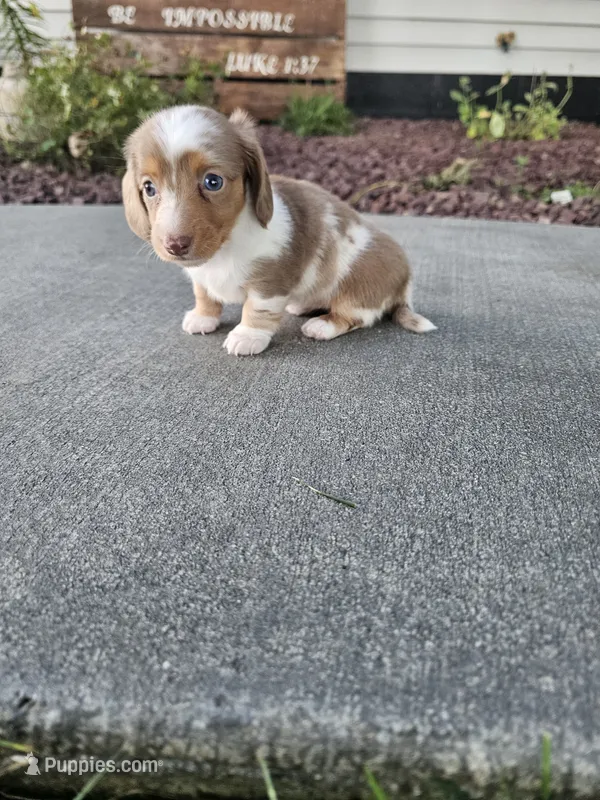 Akc Lola  – Miniature Dachshund puppy for sale in Montgomery, IN
