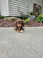 Akc Izzy , a female Miniature Dachshund for sale in Montgomery, IN – 2 of 8
