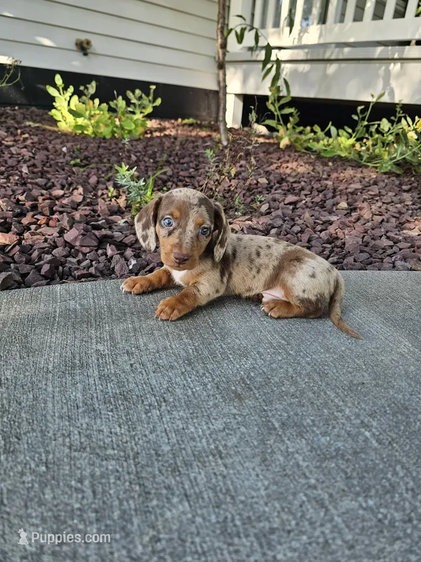 Akc Tucker  – Miniature Dachshund puppy for sale in Montgomery, IN