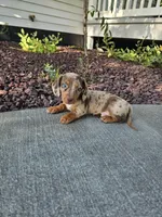 Akc Tucker , a male Miniature Dachshund for sale in Montgomery, IN – 1 of 7